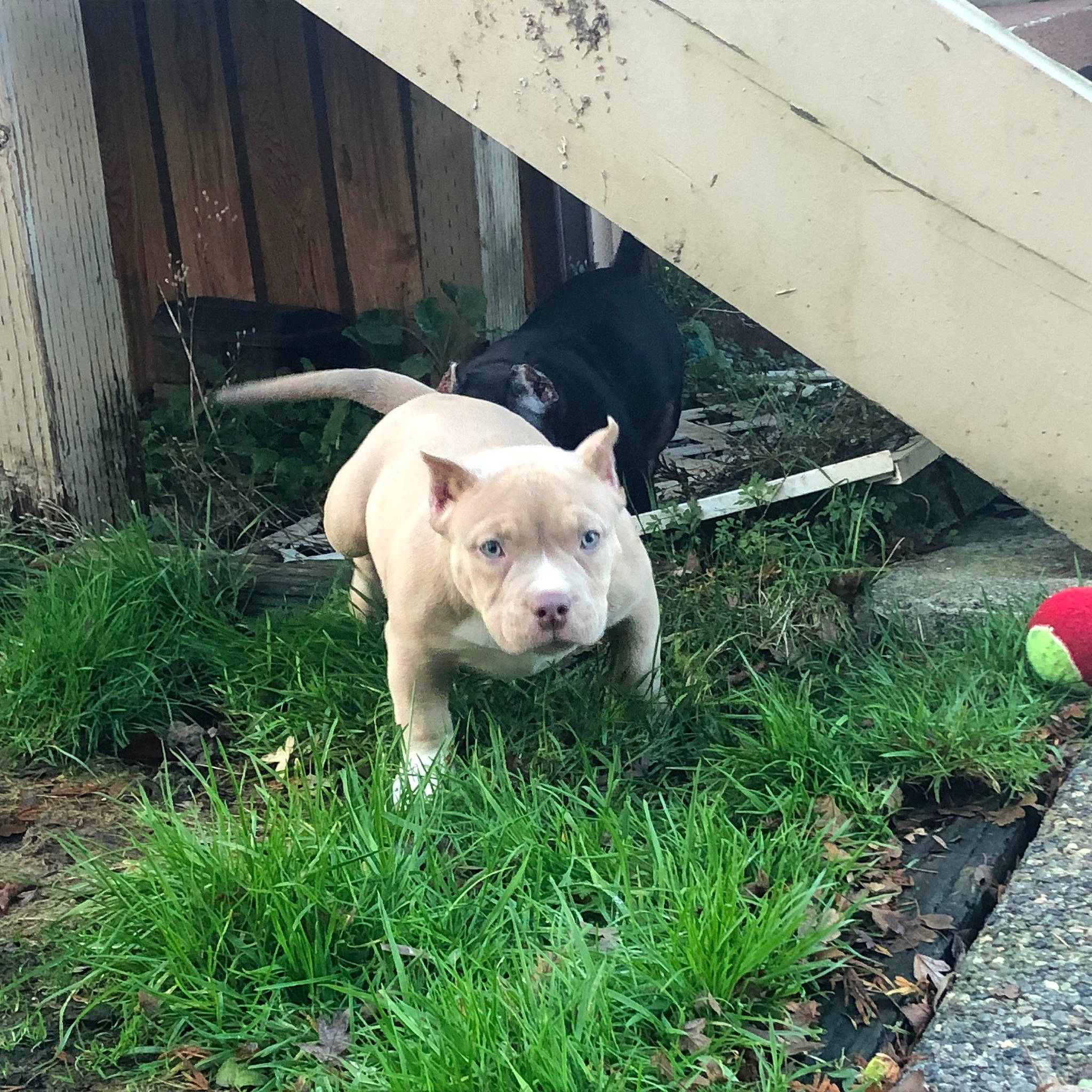 Robin Rose joined the competition — help win amazing prizes! ball, canidae, carnivore, companion_dog, dog, dog_breed, fawn, grass, non_sporting_group, plant, puppy, sporting_group, tail, terrestrial_animal, toy_dog, whiskers, wildlife, working_animal, yard