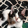 kitten, cat, black_and_white, pet, animal, feline, ears, eyes, whiskers, fur, indoor, blanket, pattern, textile, close_up, cute, young, resting, lying_down, soft