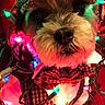 animal, bow_tie, celebration, christmas, christmas_lights, closeup, cozy, cute, decorations, dog, face, festive, holiday, indoors, lights, pet, plaid_hat, portrait, red_background, wrapped