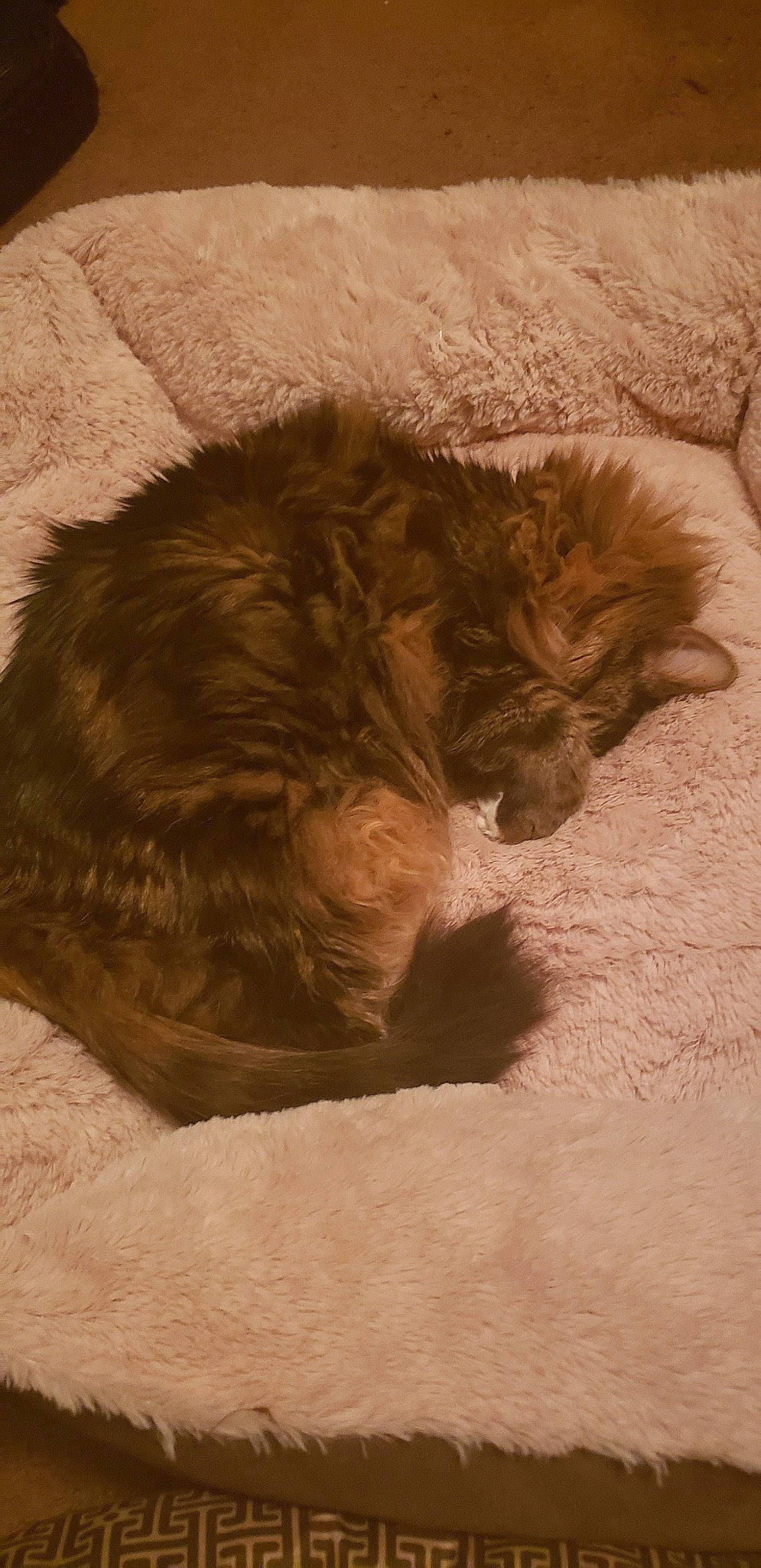 Fluffy is registered to the contest to win money with this photo: canidae, carnivore, cat, dog_breed, fawn, felidae, fur, norwegian_forest_cat, paw, sleep, small_to_medium_sized_cats, tail