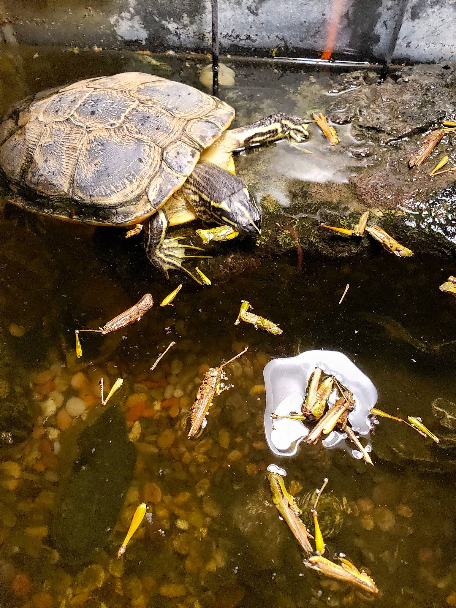 Crush is registered to the contest to win money with this photo: box_turtle, common_map_turtle, common_snapping_turtle, freshwater_crab, geoemydidae, kinosternidae, organism, painted_turtle, pond, pond_turtle, pseudemys_concinna_concinna, red_eared_slider, reptile, river_cooter, terrapin, terrestrial_animal, tortoise, trachemys, turtle, watercourse