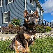 Zola is registered to the contest to win money with this photo: animal, black_and_tan, blue_sky, close_up, dog, flowers, french_bulldog, front_yard, garden, grass, house, landscape, outdoor, pet, photography, portrait, short_snout, sitting, sunny, upright_ears