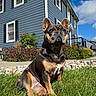animal, black_and_tan, blue_sky, close_up, dog, flowers, french_bulldog, front_yard, garden, grass, house, landscape, outdoor, pet, photography, portrait, short_snout, sitting, sunny, upright_ears