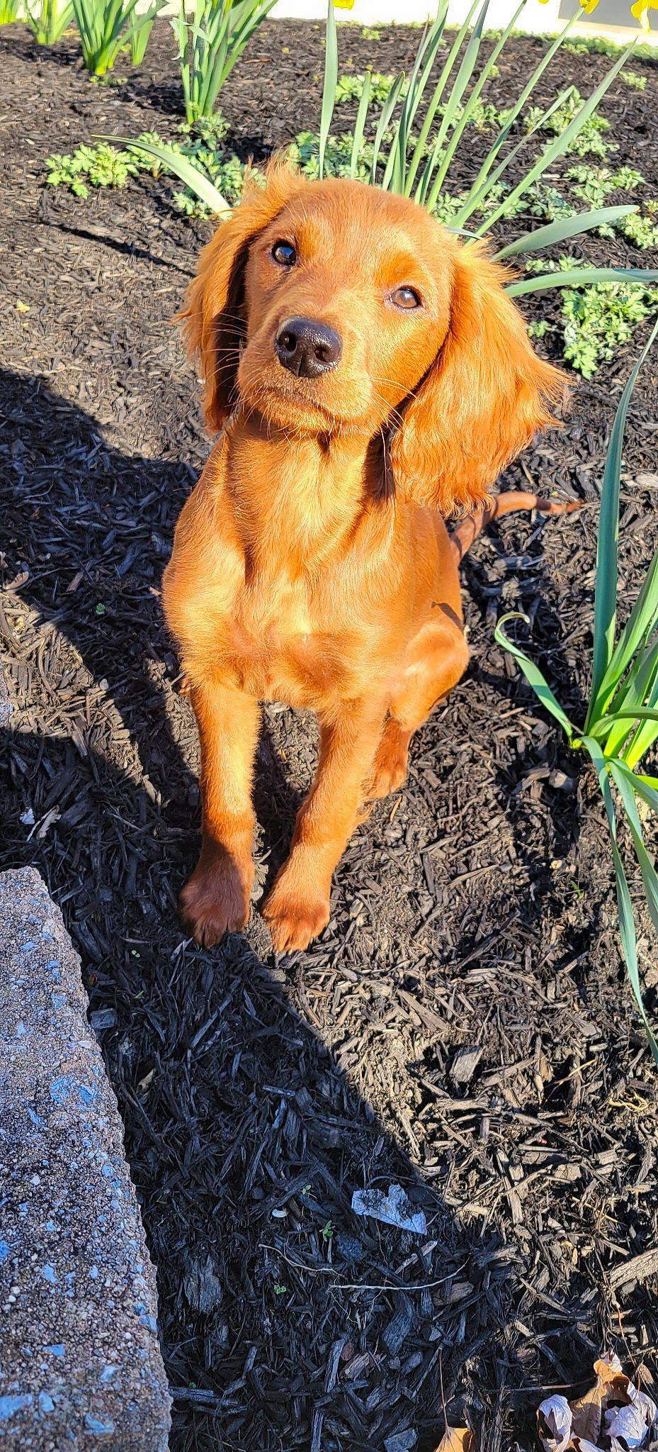 Griffin is registered to the contest to win money with this photo: asphalt, carnivore, companion_dog, dog, dog_breed, fawn, fur, grass, gun_dog, liver, plant, road_surface, shadow, soil, spaniel, sporting_group, tail, terrestrial_animal, wood, working_animal