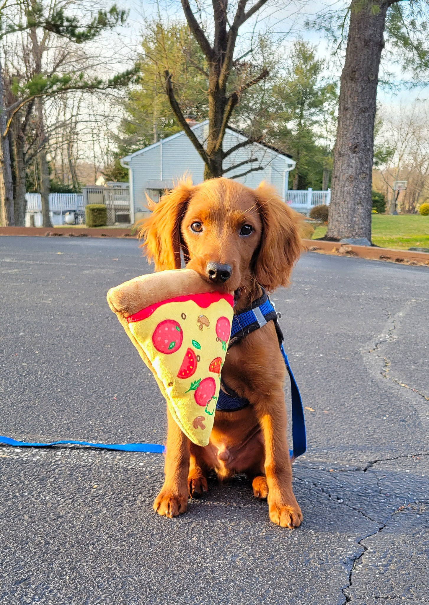 Griffin joined the competition — help win amazing prizes! asphalt, canidae, carnivore, collar, companion_dog, dog, dog_breed, dog_clothes, dog_supply, fawn, leash, pet_supply, plant, road_surface, sidewalk, sky, snout, sporting_group, tree, working_animal