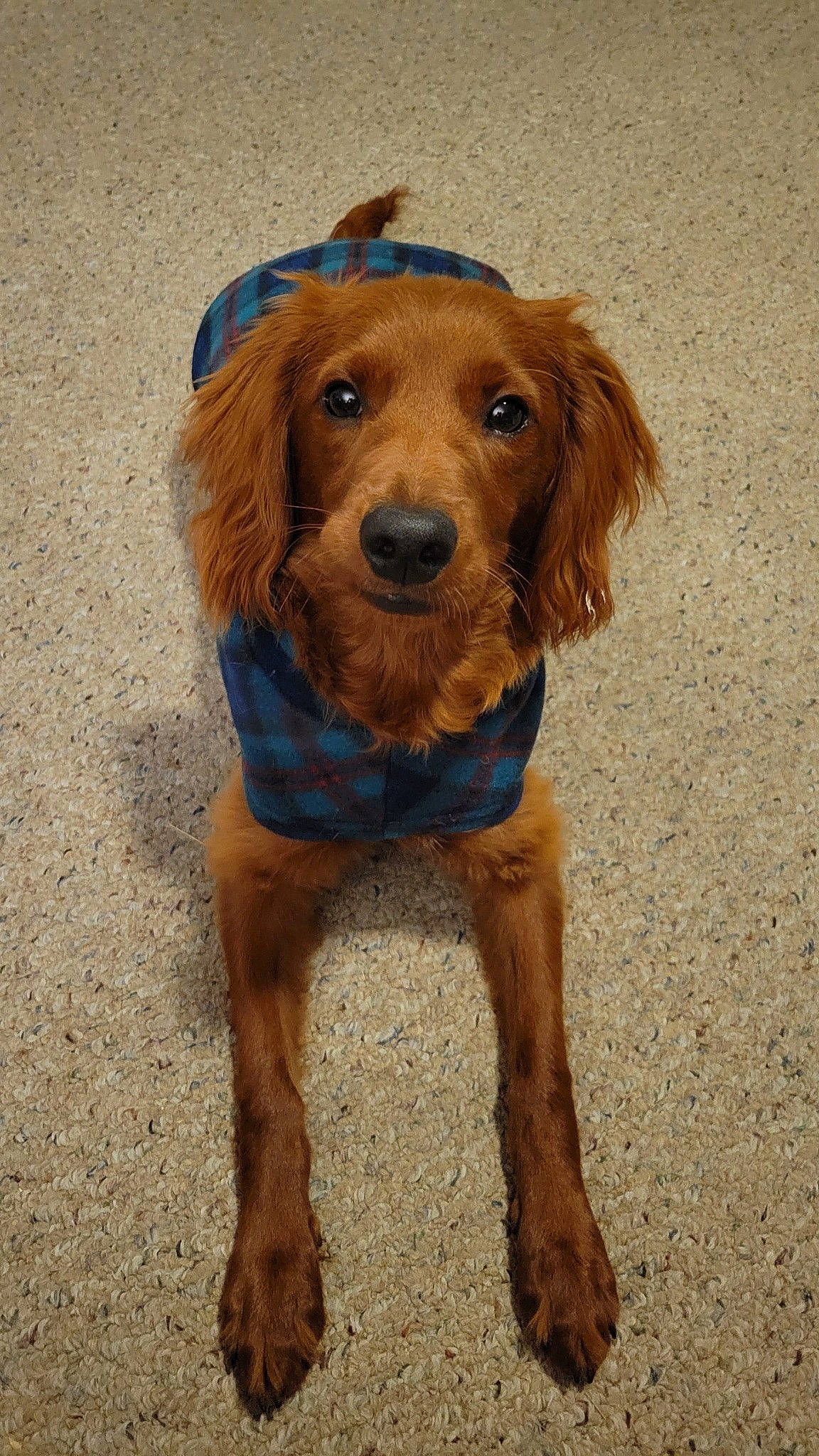 Griffin is registered to the contest to win money with this photo: canidae, carnivore, companion_dog, dog, dog_breed, dog_collar, dog_supply, electric_blue, fawn, fur, hunting_dog, liver, pet_supply, snout, sporting_group, working_animal