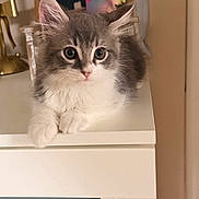Luna is registered to the contest to win money with this photo: cat, kitten, fluffy, gray_and_white, long_hair, blue_eyes, pet, animal, portrait, close_up, sitting, paws, ears, whiskers, indoors, home, shelf, furniture, cute, adorable