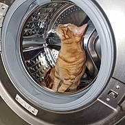 Symba a rejoint le concours — aidez-le/la à gagner de superbes lots ! cat, orange_tabby, washing_machine, front_load, appliance, indoors, curious, pet, metal, reflection, household, feline, looking_up, domestic_animal, cleaning, technology, home, companion, sitting, drum