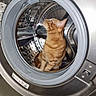 cat, orange_tabby, washing_machine, front_load, appliance, indoors, curious, pet, metal, reflection, household, feline, looking_up, domestic_animal, cleaning, technology, home, companion, sitting, drum