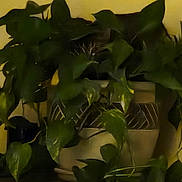 Molly joined the competition — help win amazing prizes! houseplant, pothos, leaves, plant_pot, ceramic_pot, indoor_plant, greenery, foliage, tabletop, hidden_cat, tabby_cat, camouflage, whiskers, pet, cozy_interior, decorative, closeup, shaded, natural_texture, leafy