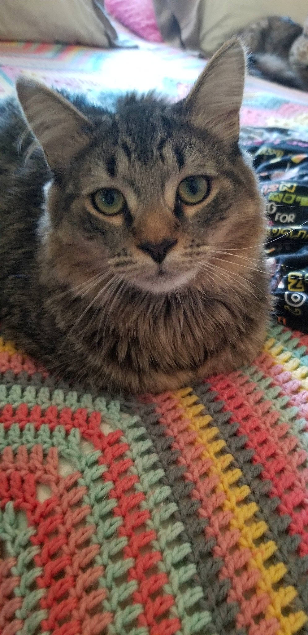 Charlie joined the competition — help win amazing prizes! aegean_cat, american_bobtail, asian, british_semi_longhair, california_spangled, carnivore, cat, domestic_short_haired_cat, dragon_li, european_shorthair, felidae, kitten, maine_coon, mammal, norwegian_forest_cat, pixie_bob, small_to_medium_sized_cats, tabby_cat, whiskers, wild_cat