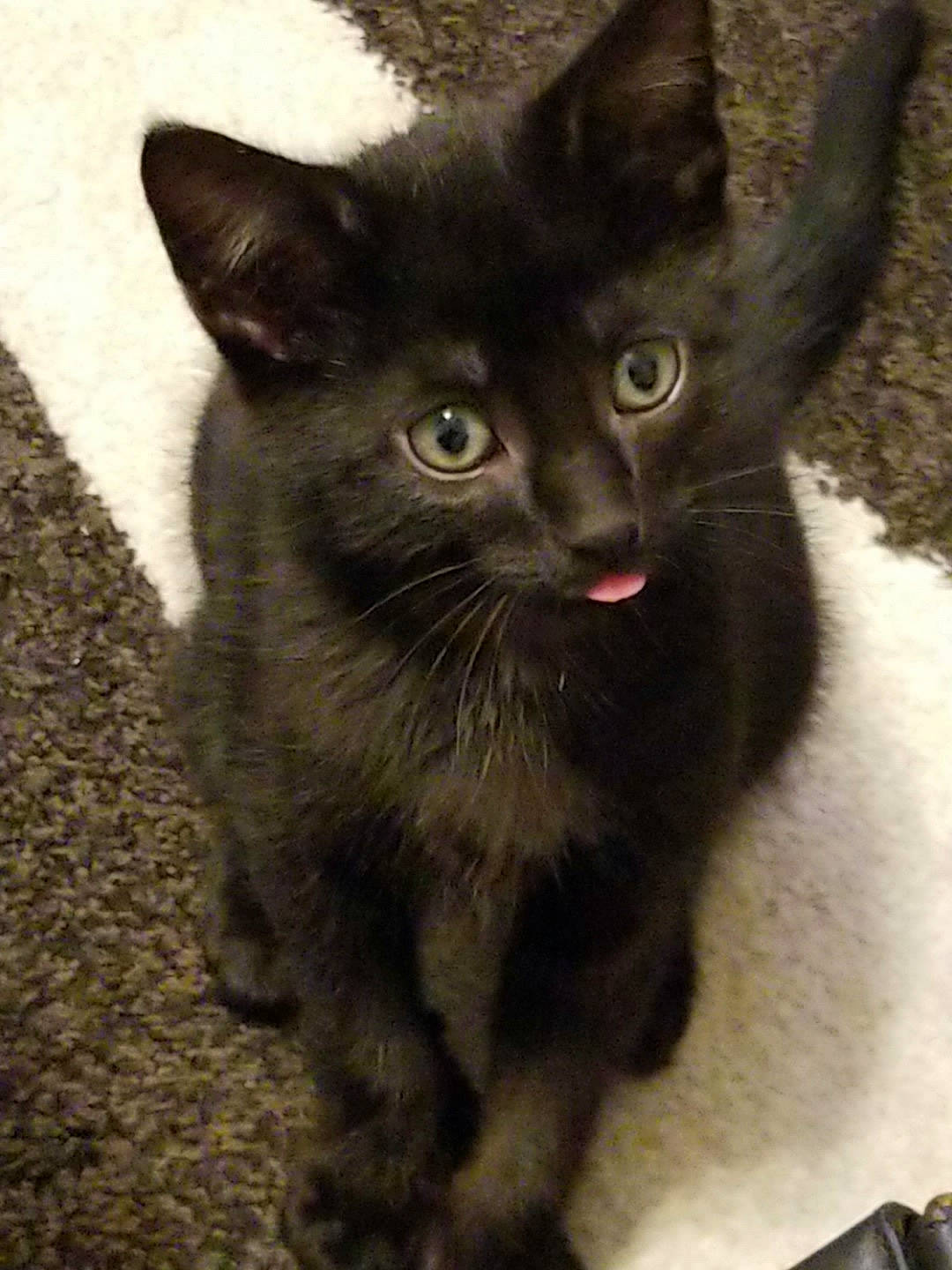 Baloo joined the competition — help win amazing prizes! asian, black_cat, bombay, burmese, carnivore, cat, domestic_short_haired_cat, ear, european_shorthair, felidae, german_rex, kitten, korat, mammal, nebelung, polydactyl_cat, small_to_medium_sized_cats, snout, vertebrate, whiskers