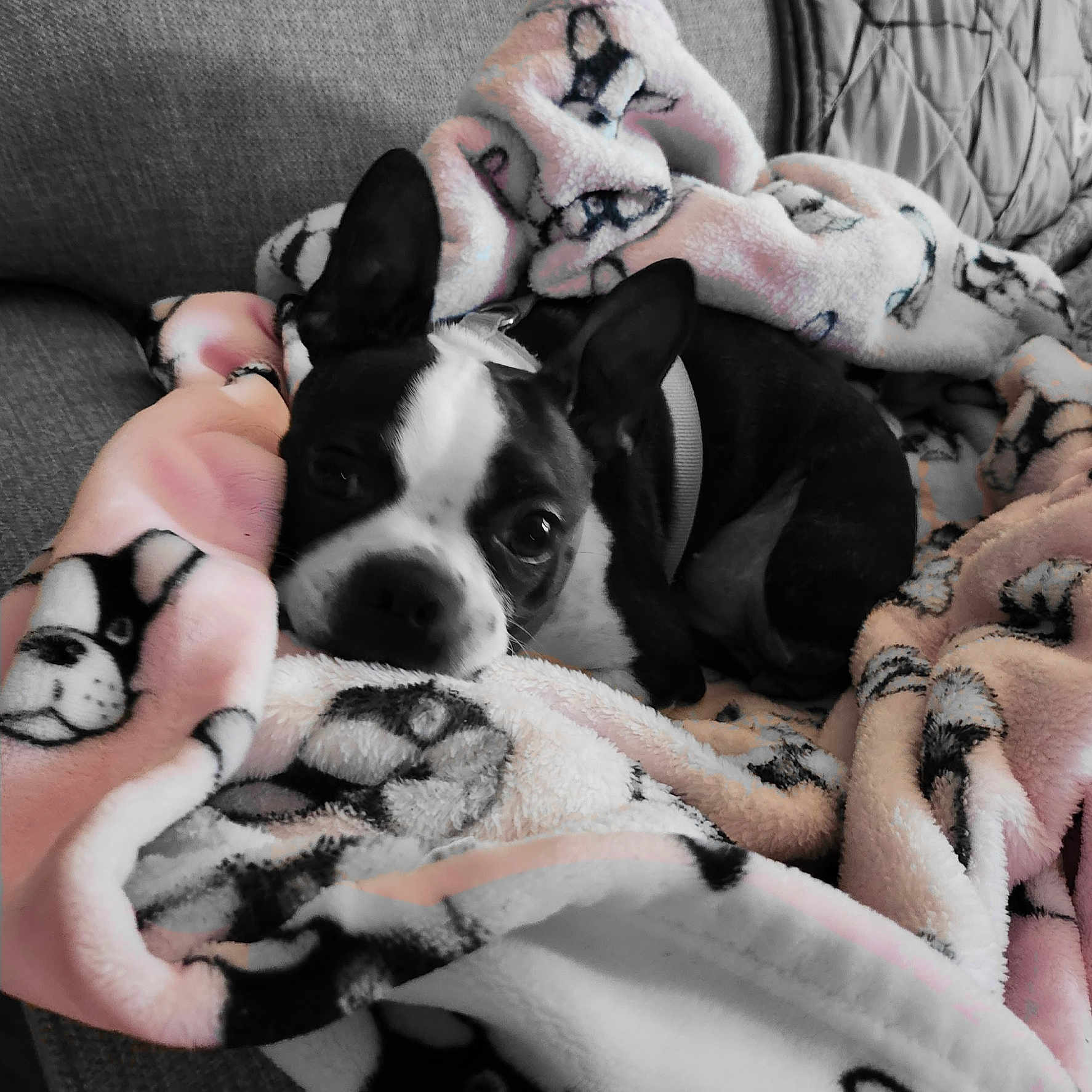 Stella joined the competition — help win amazing prizes! animal, blanket, boston_terrier, canine, comfort, couch, cozy, cute, dog, domestic, ears, face, fur, indoors, pet, relaxed, resting, sleepy, snuggling, soft