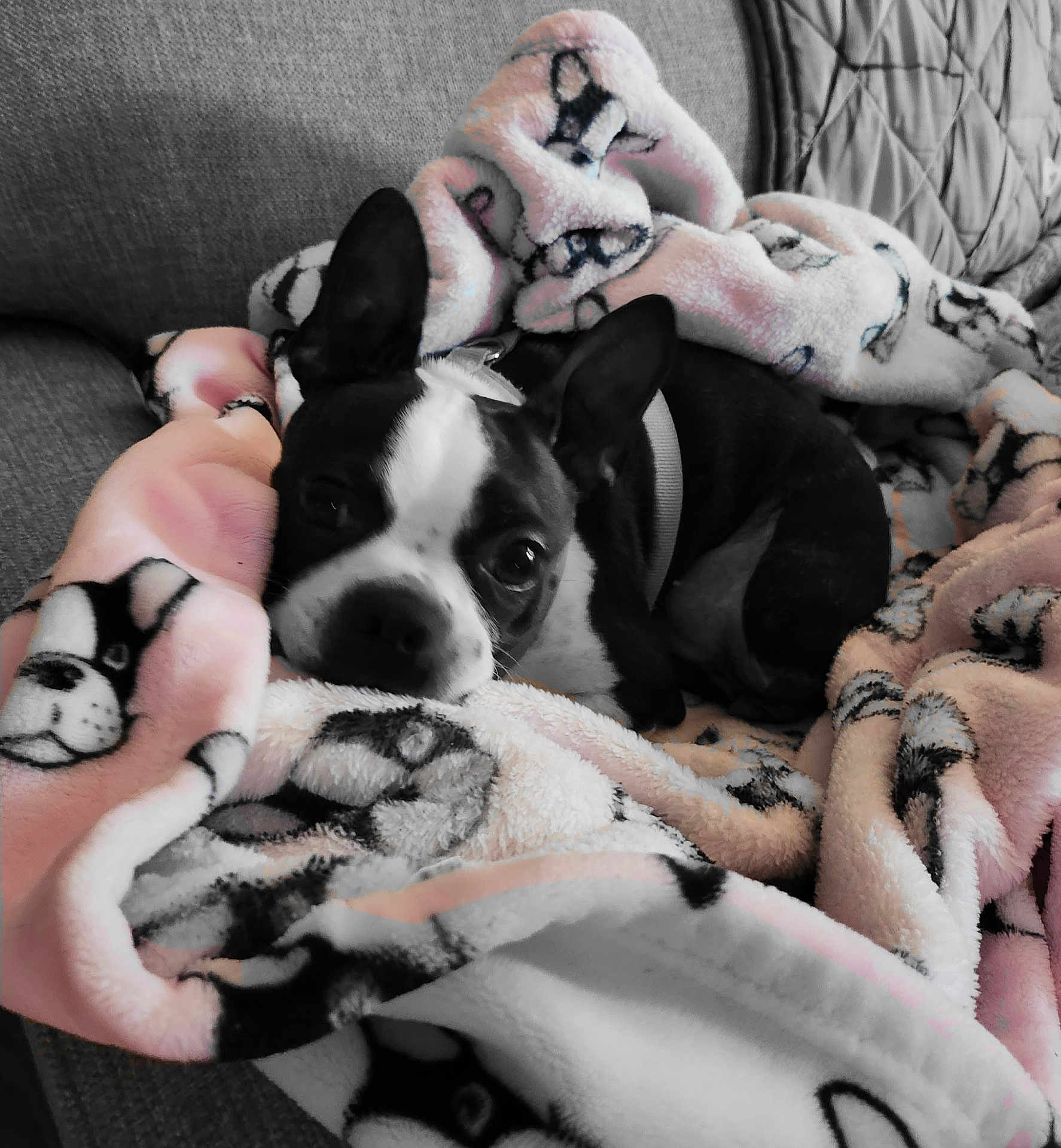 Stella joined the competition — help win amazing prizes! boston_terrier, dog, blanket, couch, pet, snuggling, cozy, fur, animal, resting, indoors, comfort, soft, cute, ears, face, relaxed, sleepy, domestic, canine