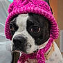 Stella is registered to the contest to win money with this photo: dog, boston_terrier, knitted_hat, pink_hat, close_up, pet, indoors, braided_tassels, cute, animal, portrait, domestic_animal, expression, black_and_white, short_hair, looking_away, soft_lighting, whiskers, collar, furry