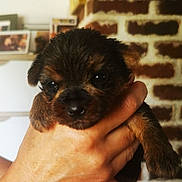 Azya a rejoint le concours — aidez-le/la à gagner de superbes lots ! puppy, dog, hand, close_up, brown, black, fur, pet, cute, young, animal, indoor, brick_wall, holding, small, portrait, face, background, blurred, domestic
