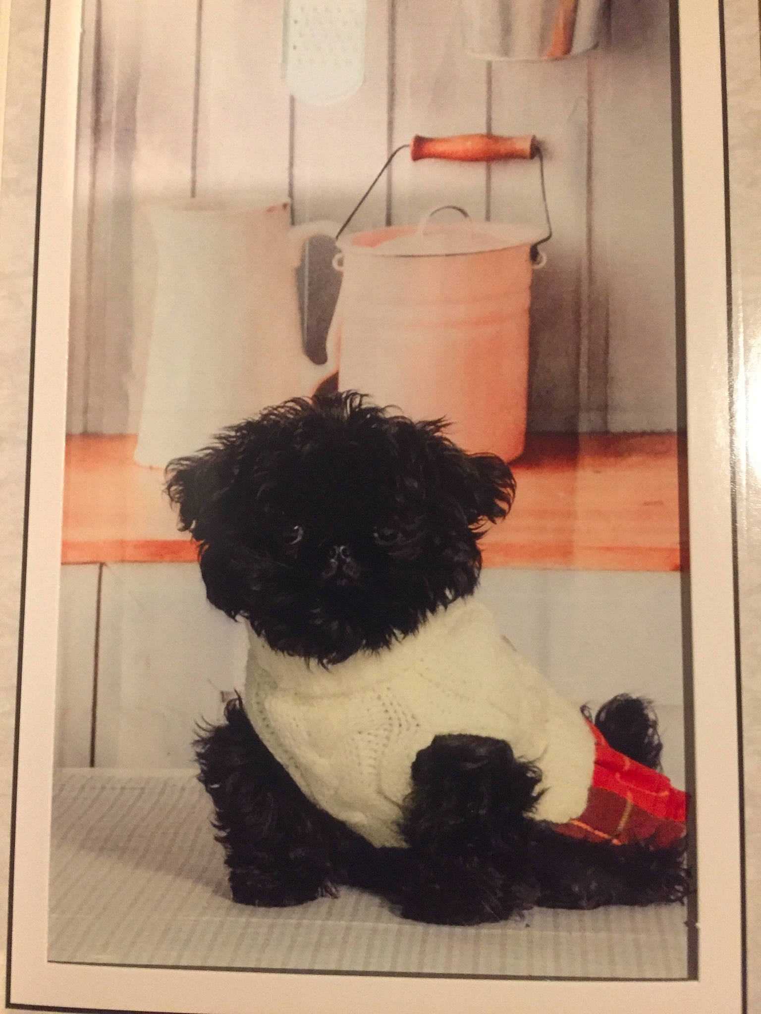 Quinn-li joined the competition — help win amazing prizes! art, bathroom, canidae, carnivore, companion_dog, dog_breed, door, fur, household_supply, non_sporting_group, painting, pet_supply, rectangle, sporting_group, visual_arts, water_dog, working_animal