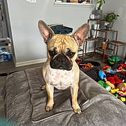 Nalah joined the competition — help win amazing prizes! dog, french_bulldog, pet, indoor, cushion, toys, plant, home, floor, furniture, kitchen, ears, face, animal, brown, black, cute, attention, living_room, cozy