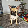 dog, french_bulldog, pet, indoor, cushion, toys, plant, home, floor, furniture, kitchen, ears, face, animal, brown, black, cute, attention, living_room, cozy