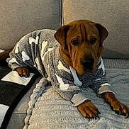 Halo joined the competition — help win amazing prizes! dog, sweater, bone_pattern, brown_dog, couch, blanket, indoor, pet, cozy, relaxed, canine, fur, paw, home, comfort, animal, portrait, laying_down, furniture, soft_texture