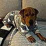 dog, sweater, bone_pattern, brown_dog, couch, blanket, indoor, pet, cozy, relaxed, canine, fur, paw, home, comfort, animal, portrait, laying_down, furniture, soft_texture