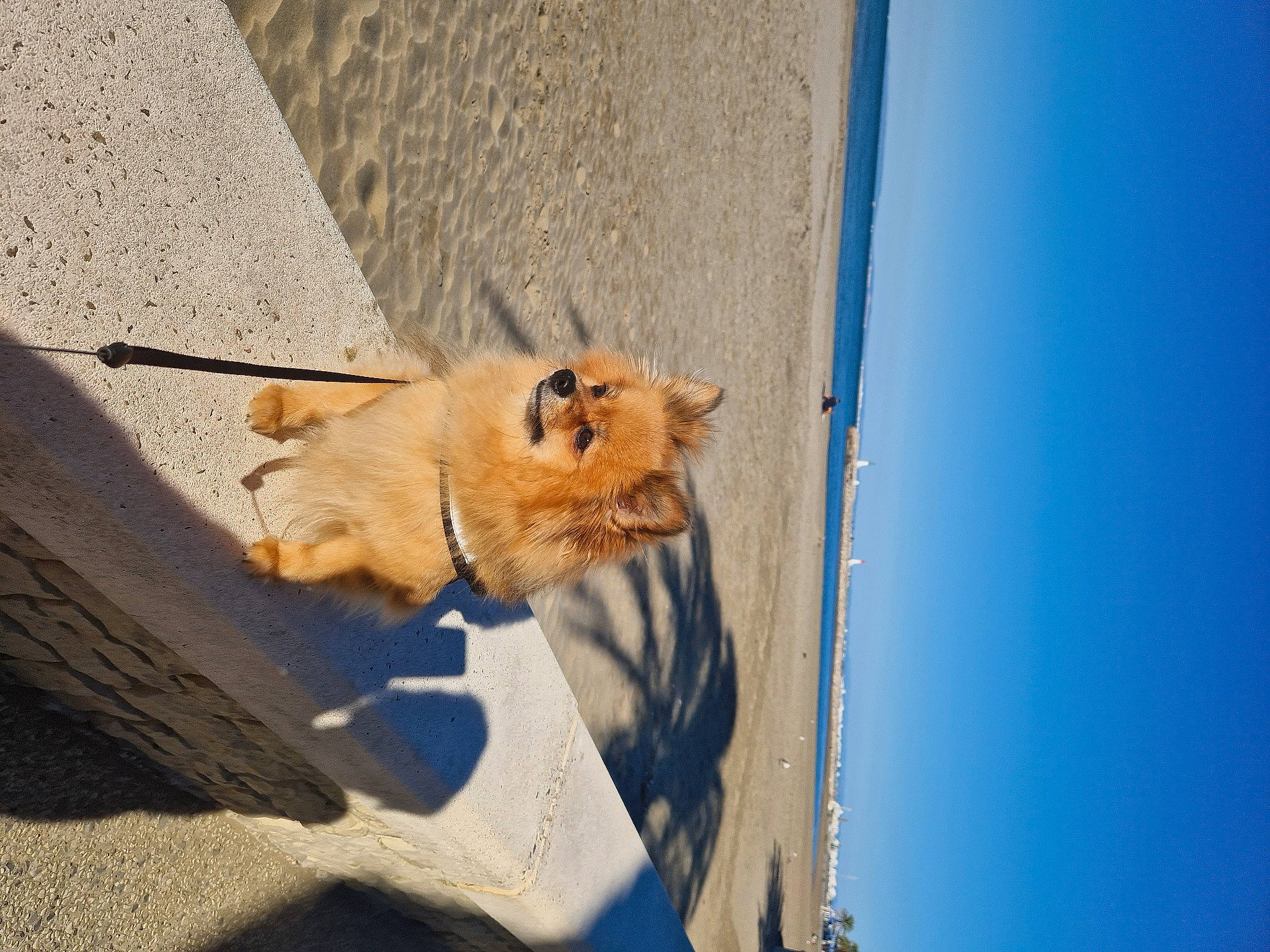 Prada a rejoint le concours — aidez-le/la à gagner de superbes lots ! canidae, carnivore, concrete, domestic_short_haired_cat, fawn, felidae, fur, road_surface, shadow, sky, small_to_medium_sized_cats, snout, tail, terrestrial_animal, tree, water, whiskers, wildlife, window, wood