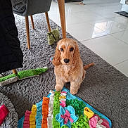 Eiko participe au concours pour gagner de l'argent avec cette photo : dog, puppy, indoor, carpet, toy, colorful, kitchen, floor, pet, cute, furniture, modern, curly_fur, brown, animal, playful, cozy, chair, blanket, snout
