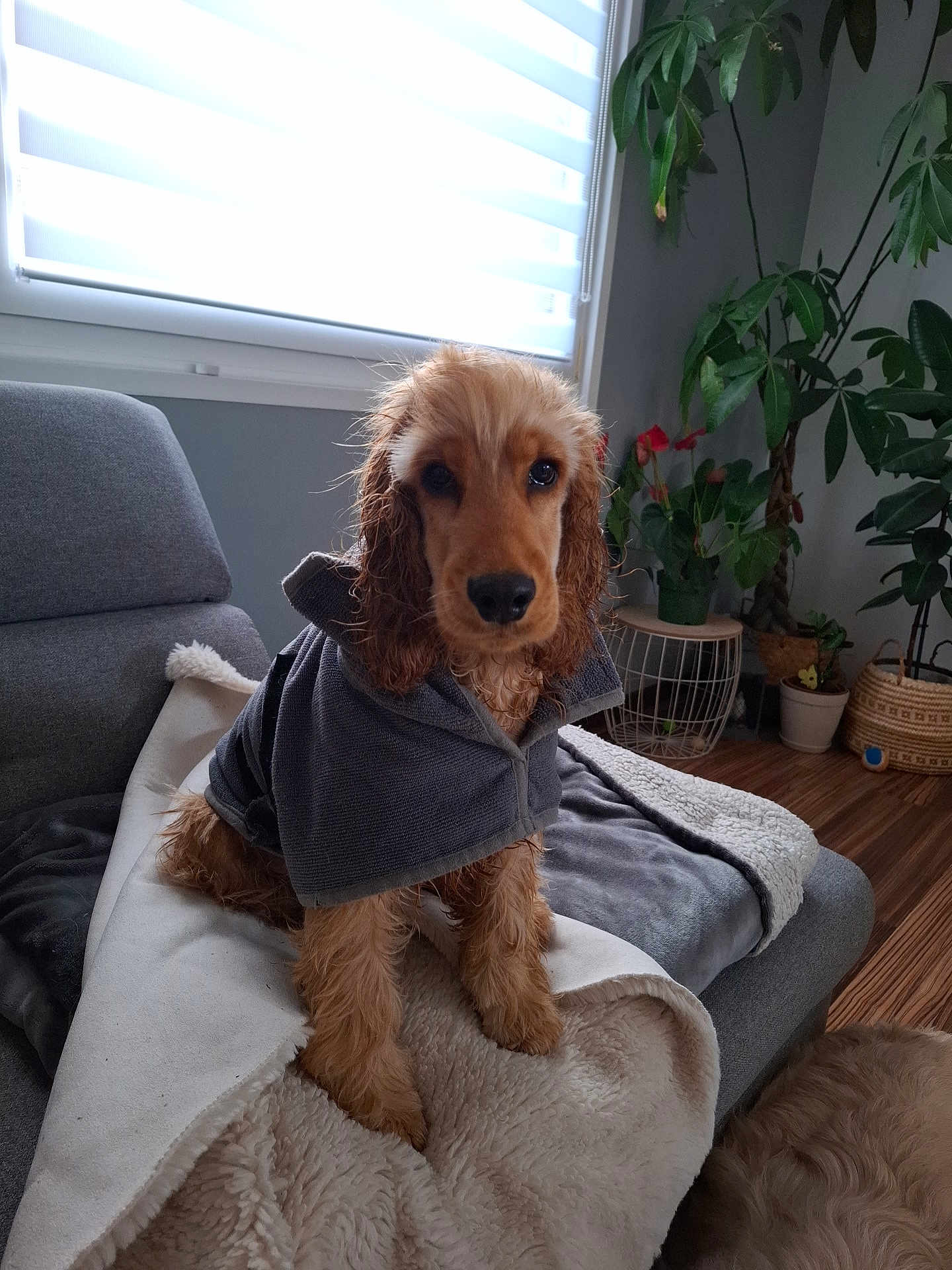 Eiko a rejoint le concours — aidez-le/la à gagner de superbes lots ! dog, wet_dog, puppy, towel, blanket, couch, indoor, plant, wooden_floor, window, gray, fur, pet, cozy, furniture, domestic, curtains, brown_fur, looking_at_camera, cute