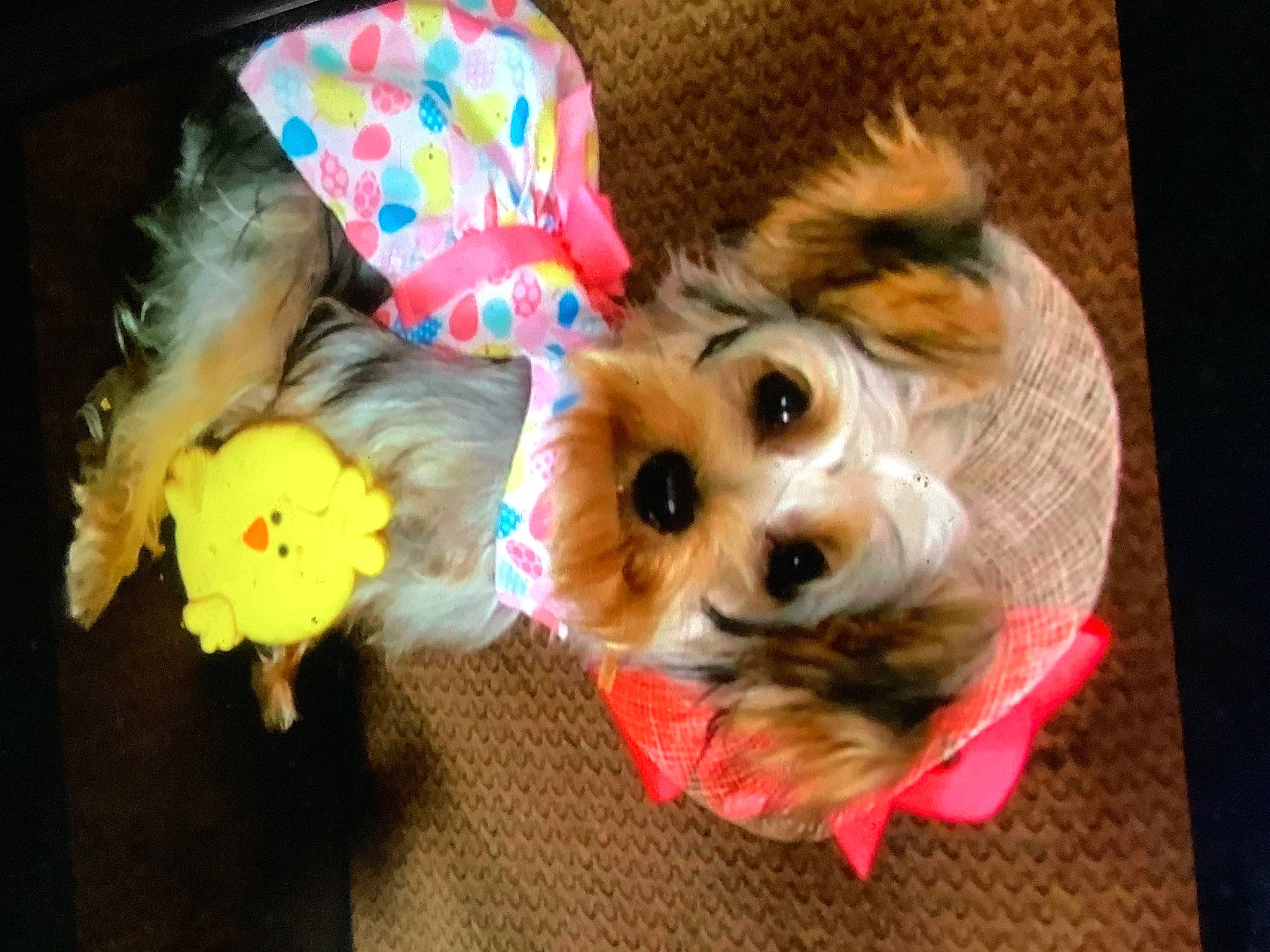 Sissy joined the competition — help win amazing prizes! canidae, carnivore, companion_dog, dog, dog_breed, dog_clothes, dog_supply, fawn, fur, hat, holiday, pet_supply, plush, puppy, small_terrier, sporting_group, stuffed_toy, toy, toy_dog, yorkshire_terrier
