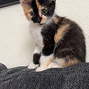 Pretzel is registered to the contest to win money with this photo: kitten, calico, cat, pet, feline, cute, indoor, couch, texture, wall, framed_picture, curious, young, small, sitting, fur, whiskers, ears, animal, domestic