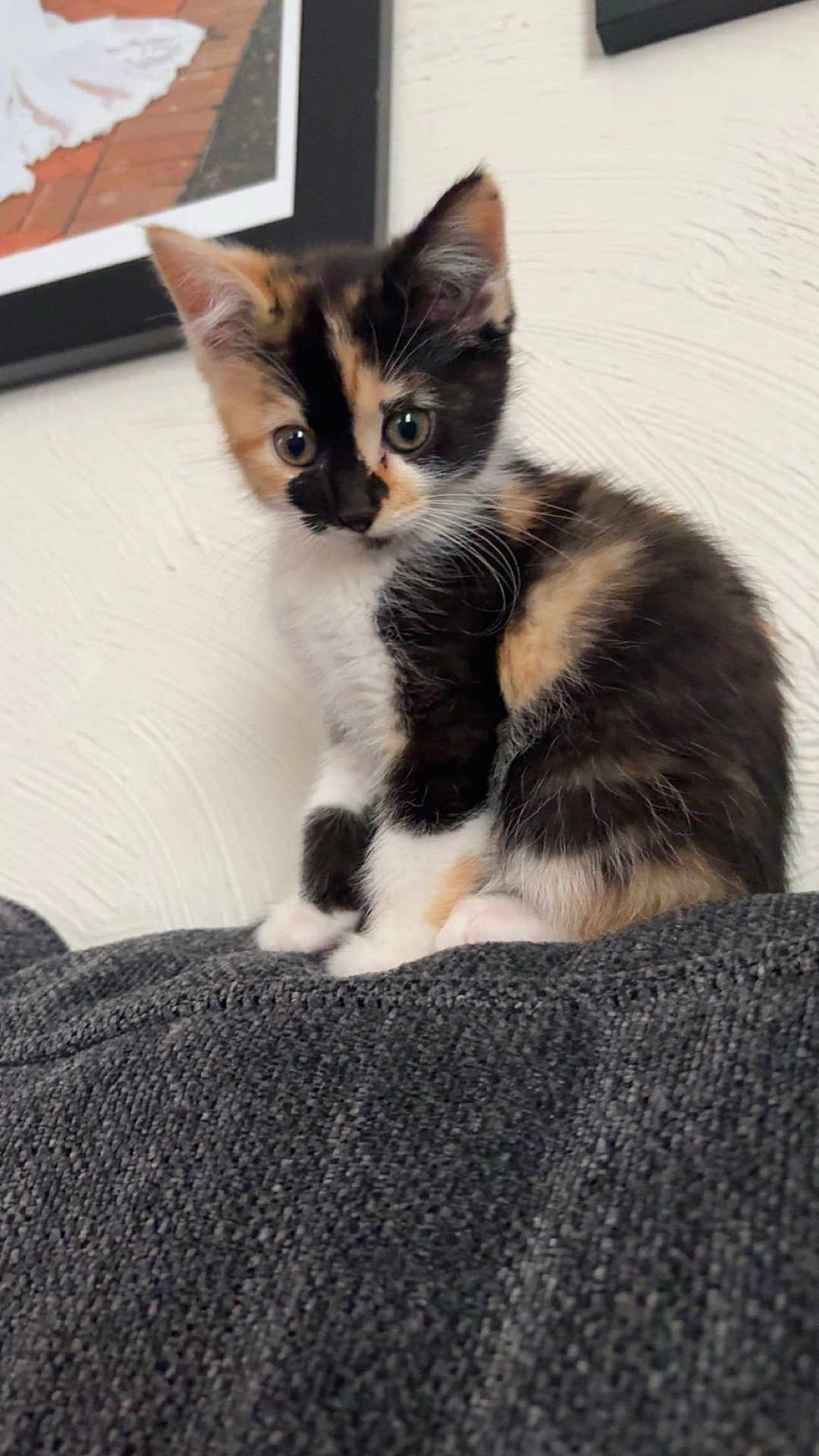 Pretzel is registered to the contest to win money with this photo: kitten, calico, cat, pet, feline, cute, indoor, couch, texture, wall, framed_picture, curious, young, small, sitting, fur, whiskers, ears, animal, domestic