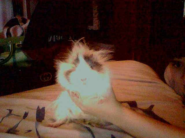 Gizmo