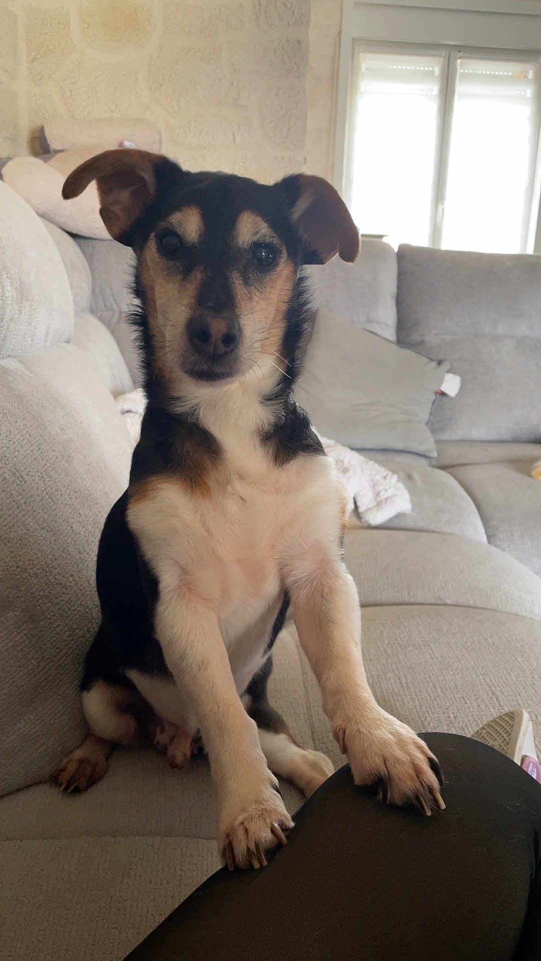 Maïky participe au concours pour gagner de l'argent avec cette photo : dog, pet, couch, indoor, animal, paw, fur, black_and_white, brown, small_dog, canine, companion, resting, looking, ears, snout, furniture, living_room, cozy, curious