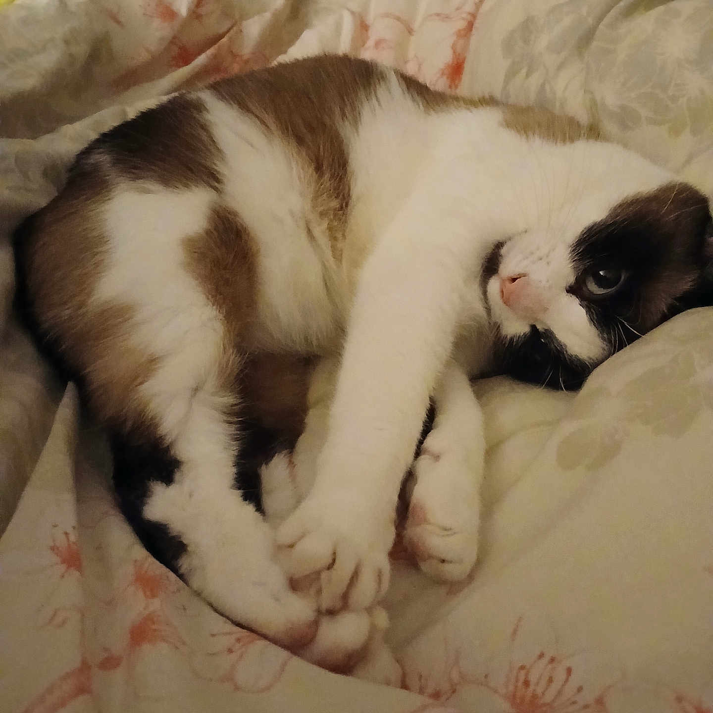 Nala a rejoint le concours — aidez-le/la à gagner de superbes lots ! abyssinian, animal, bed, bedroom, blanket, cat, couch, cushion, furniture, homedecor, indoors, kitten, linen, manx, person, pet, quilt, room, siamese, sleeping