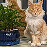 cat, orange_cat, fluffy, longhaired, pet, animal, sitting, portrait, front_facing, green_eyes, whiskers, ears, fur, indoor, house, door, window, plant, flowerpot, reflection