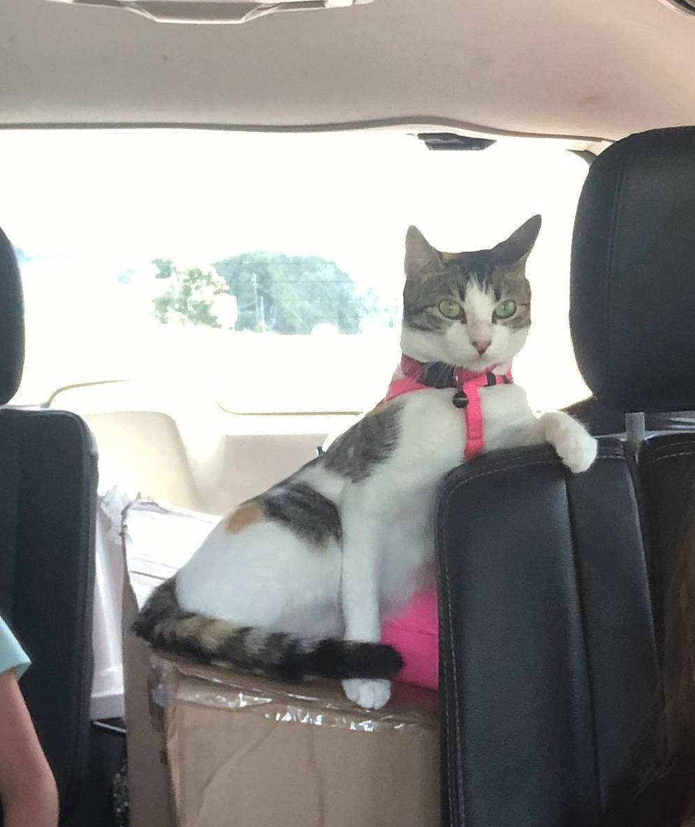 Hunny joined the competition — help win amazing prizes! auto_part, automotive_design, automotive_exterior, car_seat, carnivore, cat, chair, comfort, domestic_short_haired_cat, felidae, fur, head_restraint, motor_vehicle, plant, small_to_medium_sized_cats, tail, tree, vehicle_door, whiskers, window