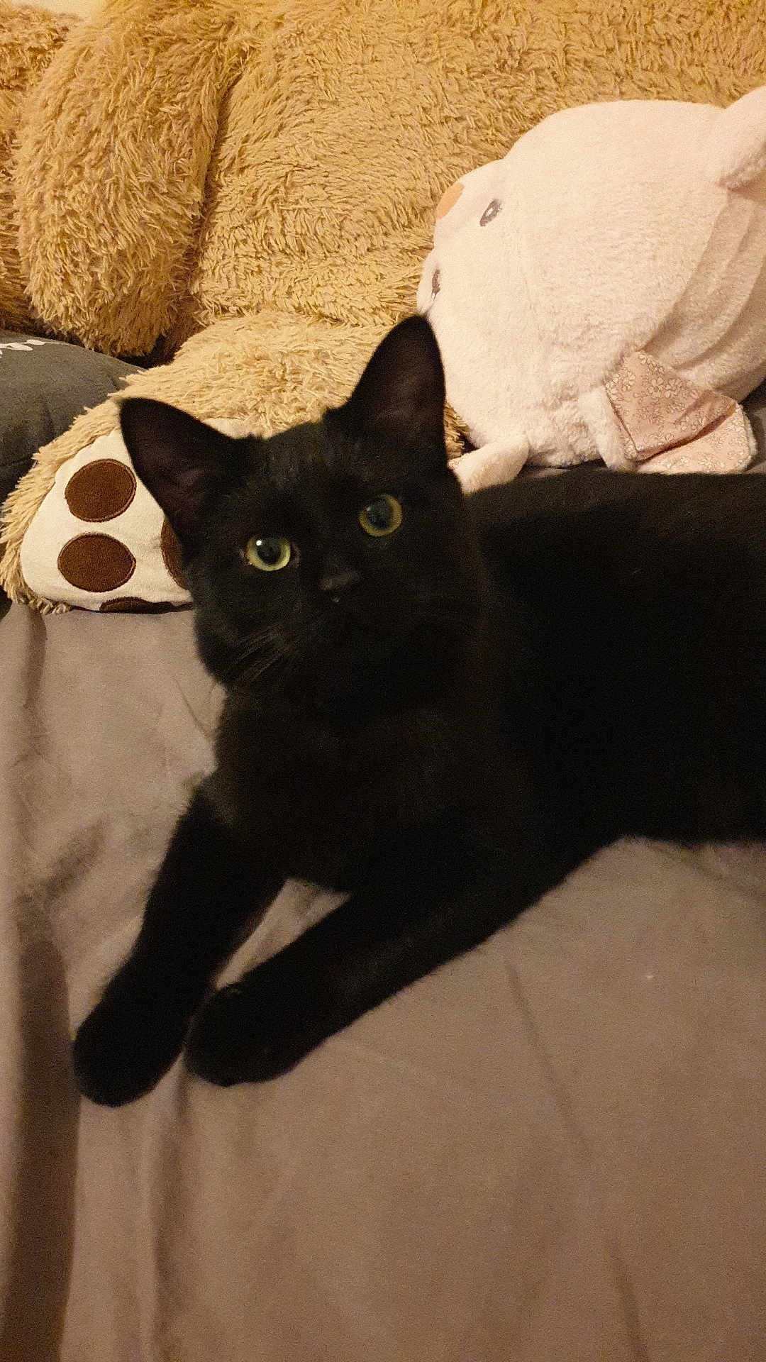 Salem participe au concours pour gagner de l'argent avec cette photo : black_cat, cat, pet, animal, stuffed_animal, plush, bed, sheet, cozy, indoor, feline, relaxed, alert, soft_texture, toy, cute, domestic, laying, whiskers, ears