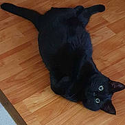 Salem a rejoint le concours — aidez-le/la à gagner de superbes lots ! black_cat, cat, pet, animal, floor, wood_floor, indoor, looking_up, fur, whiskers, ears, eyes, tail, relaxed, cute, domestic_cat, feline, playful, curious, resting