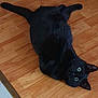black_cat, cat, pet, animal, floor, wood_floor, indoor, looking_up, fur, whiskers, ears, eyes, tail, relaxed, cute, domestic_cat, feline, playful, curious, resting