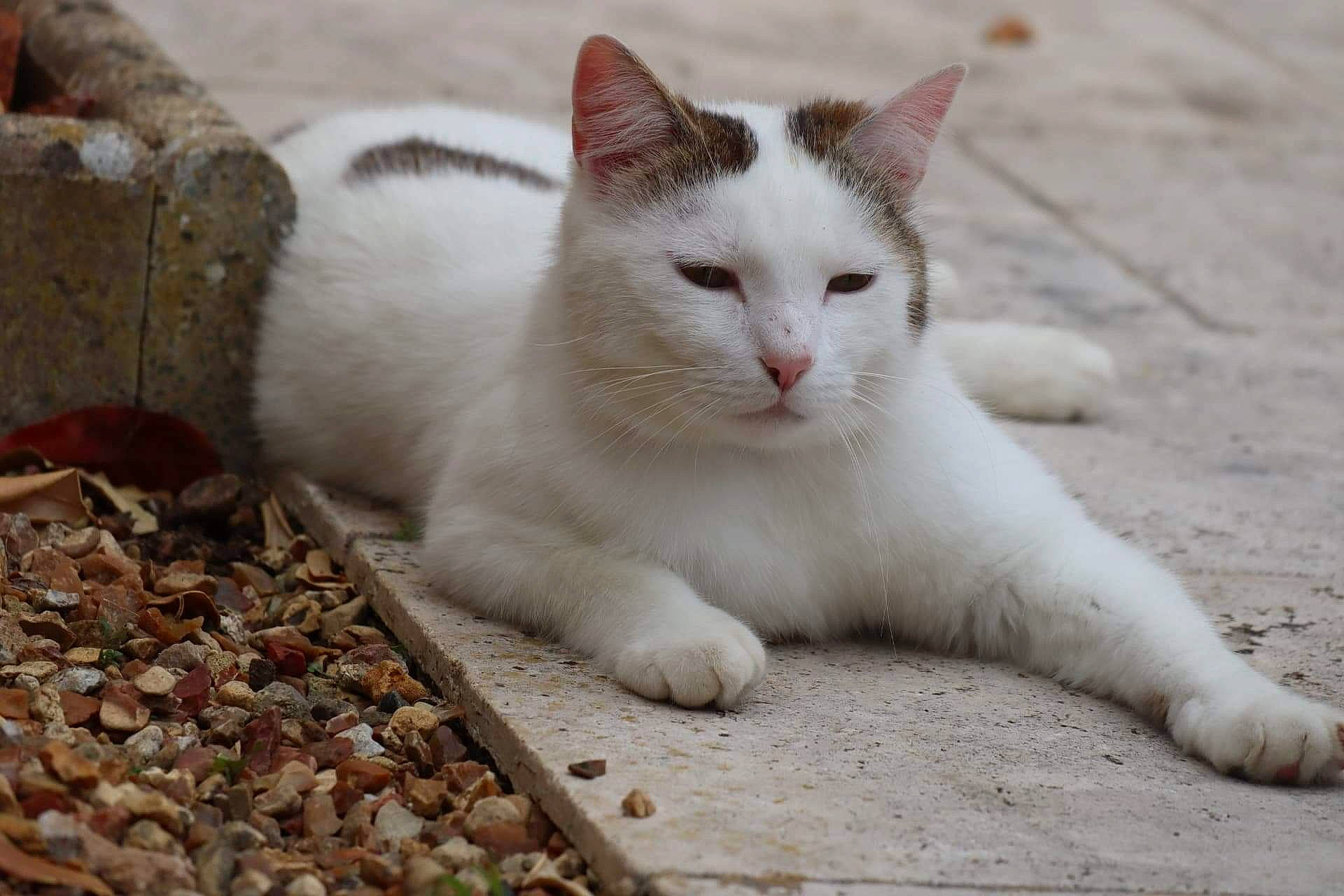 Pépère a rejoint le concours — aidez-le/la à gagner de superbes lots ! carnivore, cat, domestic_short_haired_cat, eye, felidae, foot, fur, paw, sitting, small_to_medium_sized_cats, snout, tail, terrestrial_animal, whiskers, wood