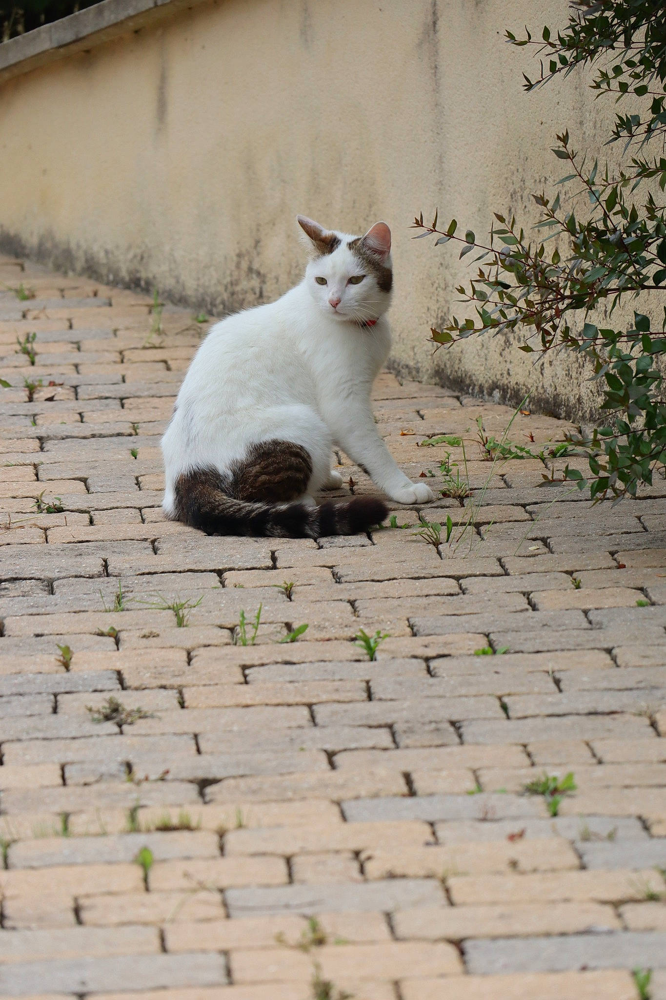 Pépère a rejoint le concours — aidez-le/la à gagner de superbes lots ! asphalt, brick, carnivore, cat, domestic_short_haired_cat, felidae, flagstone, flooring, fur, grass, grey, line, plant, road, road_surface, sidewalk, small_to_medium_sized_cats, snout, tail, whiskers