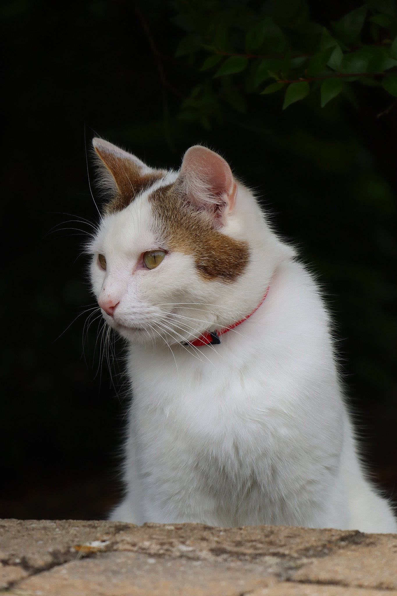 Pépère participe au concours pour gagner de l'argent avec cette photo : art, carnivore, cat, domestic_short_haired_cat, felidae, fur, grass, paw, road_surface, sand, sitting, small_to_medium_sized_cats, snout, tail, terrestrial_animal, tree, whiskers, wood