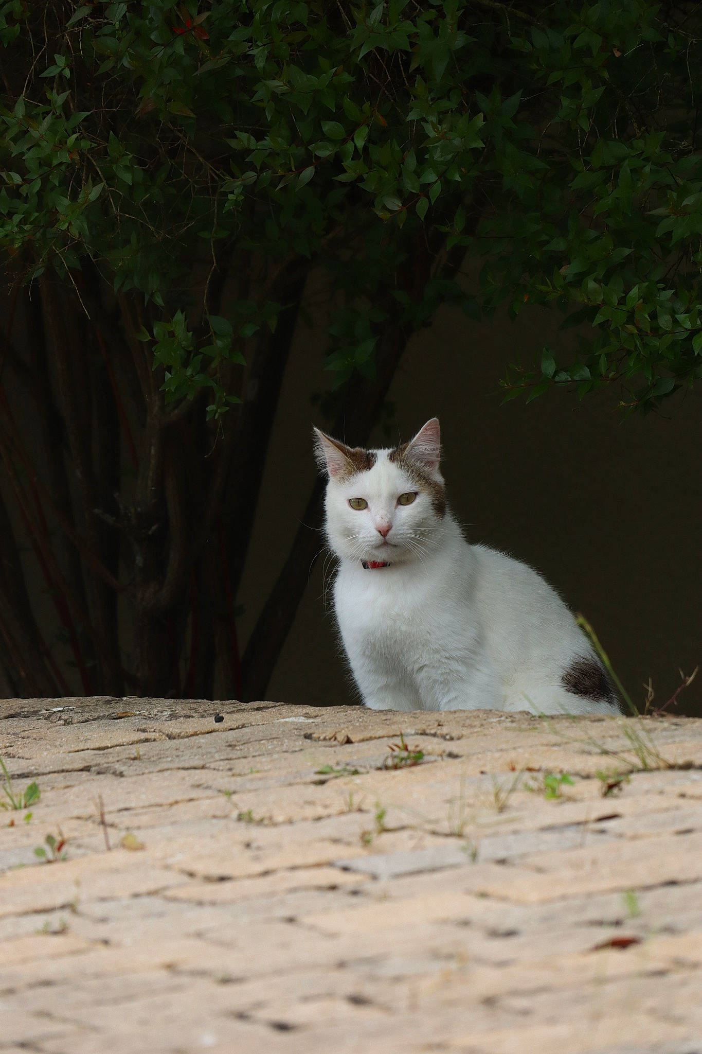 Pépère participe au concours pour gagner de l'argent avec cette photo : carnivore, cat, domestic_short_haired_cat, eye, fawn, felidae, fur, grass, plant, road_surface, sand, sitting, small_to_medium_sized_cats, snout, tail, tree, trunk, whiskers, wildlife, wood