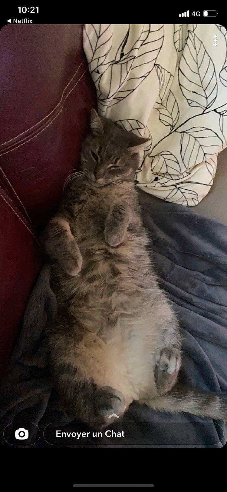 Wolfgen a rejoint le concours — aidez-le/la à gagner de superbes lots ! british_longhair, carnivore, cat, claw, comfort, domestic_short_haired_cat, fawn, felidae, fur, grey, paw, small_to_medium_sized_cats, tail, terrestrial_animal, whiskers, window