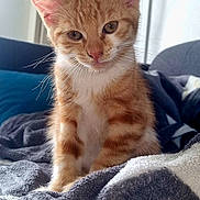 Groot participe au concours pour gagner de l'argent avec cette photo : animal, blanket, cat, closeup, cozy, curious, cute, ears, fur, furniture, home, indoor, kitten, orange_tabby, pet, relaxing, sitting, soft_light, whiskers, young_cat