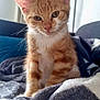 animal, blanket, cat, closeup, cozy, curious, cute, ears, fur, furniture, home, indoor, kitten, orange_tabby, pet, relaxing, sitting, soft_light, whiskers, young_cat