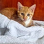 Groot participe au concours pour gagner de l'argent avec cette photo : animal, cat, cozy, cute, ears, eyes, feline, fluffy, fur, indoor, kitten, nose, orange_tabby, pet, portrait, resting, whiskers, white_blanket, wooden_background, young