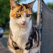 Mounette participe au concours pour gagner de l'argent avec cette photo : abyssinian, accessories, animal, cat, fence, handrail, hardwood, kitten, leash, manx, pet, plywood, railing, siamese, slate, strap, wood