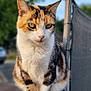 abyssinian, accessories, animal, cat, fence, handrail, hardwood, kitten, leash, manx, pet, plywood, railing, siamese, slate, strap, wood