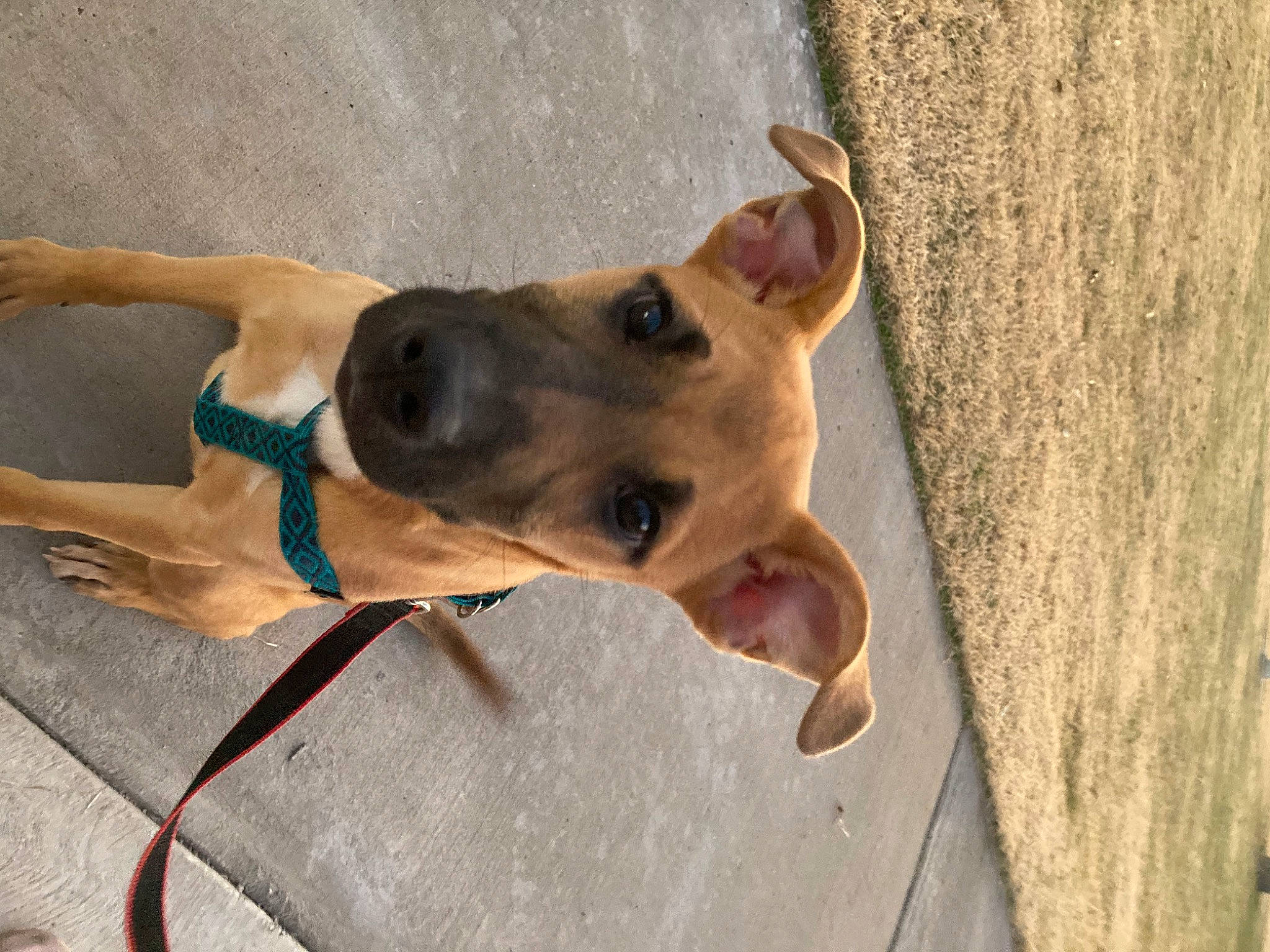 Cinnamon joined the competition — help win amazing prizes! canidae, carnivore, collar, companion_dog, dog, dog_breed, dog_collar, dog_supply, fashion_accessory, fawn, leash, non_sporting_group, paw, pet_supply, snout, sporting_group, trunk, wood, working_animal, working_dog